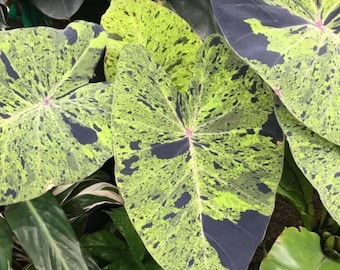 1 Live Mojito Colocasia Plant – 6–10" Tall – 3" Pot – Ship No Pot – Tropical Foliage Plant