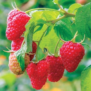 May include: Close-up of ripe red raspberries on a green leafy branch. The raspberries are a vibrant red color, with a textured surface. The leaves are a bright green, and the background is blurred.