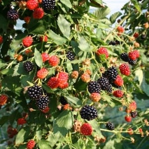 Peut inclure: Gros plan d'un buisson de m&ucirc;res charg&eacute; de baies m&ucirc;res. L'image montre un m&eacute;lange de m&ucirc;res rouges et noires, avec des feuilles et des tiges vertes. Les baies sont &agrave; diff&eacute;rents stades de maturit&eacute;, cr&eacute;ant un contraste visuellement attrayant.