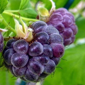 Puede incluir: Primer plano de moras maduras, de color p&uacute;rpura oscuro y textura difusa. Las bayas est&aacute;n agrupadas, con hojas y tallos verdes en el fondo. La imagen resalta la belleza natural de la fruta.