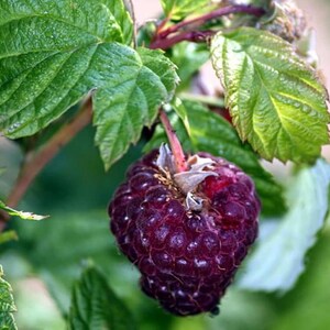 Puede incluir: Primer plano de una mora madura de color p&uacute;rpura oscuro colgando de una rama con hojas verdes. La baya est&aacute; enfocada, mostrando su superficie texturizada y su color intenso. Las hojas son de un verde vibrante, contrastando con el tono de la baya. Tema natural y org&aacute;nico.