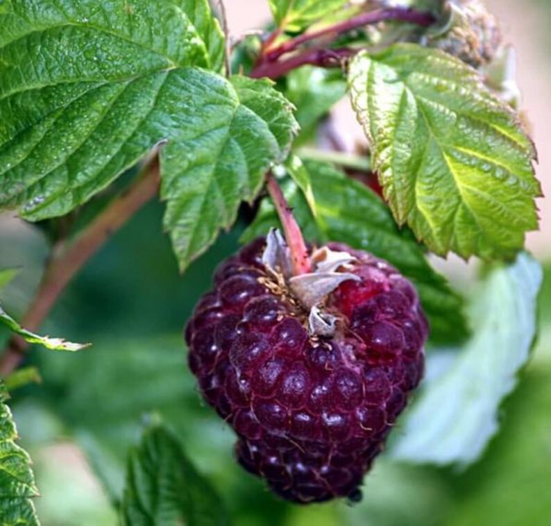 Puede incluir: Primer plano de una mora madura de color p&uacute;rpura oscuro colgando de una rama con hojas verdes. La baya est&aacute; enfocada, mostrando su superficie texturizada y su color intenso. Las hojas son de un verde vibrante, contrastando con el tono de la baya. Tema natural y org&aacute;nico.