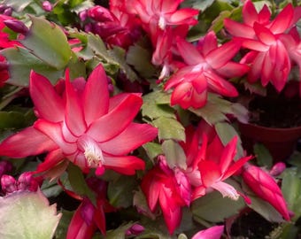 May include: A vibrant Schlumbergera plant, commonly known as a Christmas cactus, featuring numerous bright pink and white tubular flowers in full bloom. The plant has segmented, flat green stems and several unopened flower buds.