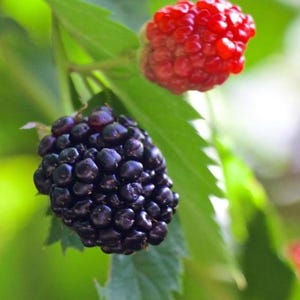 Peut inclure: Gros plan d'une m&ucirc;re et d'une framboise sur une branche verte et feuillue. La m&ucirc;re est d'un violet fonc&eacute;, et la framboise est d'un rouge vif. L'arri&egrave;re-plan est vert tendre, cr&eacute;ant une sensation naturelle et fra&icirc;che.