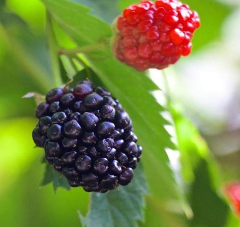 Peut inclure: Gros plan d'une m&ucirc;re et d'une framboise sur une branche verte et feuillue. La m&ucirc;re est d'un violet fonc&eacute;, et la framboise est d'un rouge vif. L'arri&egrave;re-plan est vert tendre, cr&eacute;ant une sensation naturelle et fra&icirc;che.