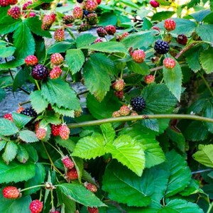Peut inclure: Gros plan d'un buisson de m&ucirc;res avec des feuilles et des tiges vertes. L'image montre une vari&eacute;t&eacute; de m&ucirc;res &agrave; diff&eacute;rents stades de maturit&eacute;, du rouge au noir. Les baies sont regroup&eacute;es, cr&eacute;ant un affichage vibrant.