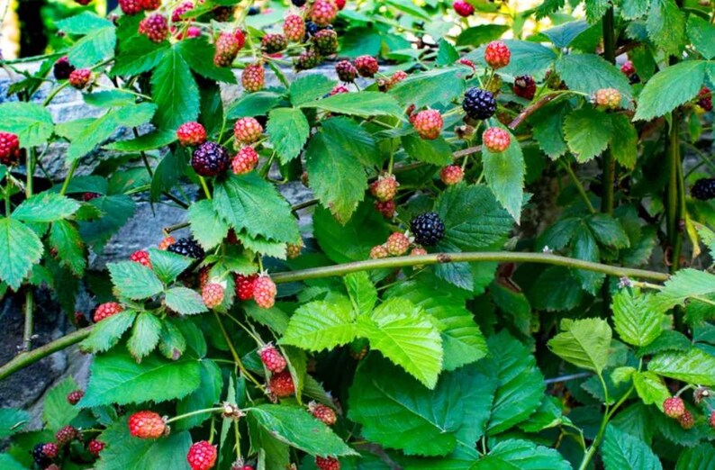 Peut inclure: Gros plan d'un buisson de m&ucirc;res avec des feuilles et des tiges vertes. L'image montre une vari&eacute;t&eacute; de m&ucirc;res &agrave; diff&eacute;rents stades de maturit&eacute;, du rouge au noir. Les baies sont regroup&eacute;es, cr&eacute;ant un affichage vibrant.