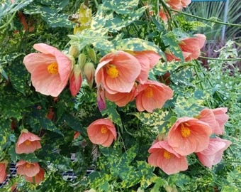 May include: A flowering Abutilon plant featuring bell-shaped, salmon-pink blossoms with prominent yellow centers. The foliage is variegated with a distinct pattern of dark green and bright yellow speckles throughout the leaves.