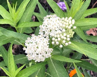 May include: A cluster of white flowers with small, star-shaped petals and rounded buds, surrounded by long, pointed, light green leaves. The plant features multiple stems with vibrant foliage and dense, spherical flower heads in full bloom.