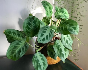 Maranta leuconeura (plante de prière verte vivante) – Pot de 10 cm – Hauteur : 10 à 15 cm – Livrée sans pot