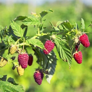 May include: Close-up of a raspberry plant branch with green leaves and ripe red raspberries. Some berries are still green. The background is a soft green, suggesting a garden or natural setting. The raspberries are in various stages of ripeness.
