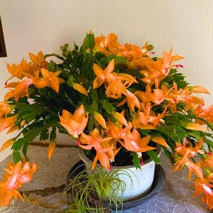 Puede incluir: Un cactus Schlumbergera vibrante con numerosas flores de color naranja brillante y tallos verdes segmentados, plantado en un recipiente de cerámica blanca. La planta presenta múltiples capullos y una pequeña planta aérea.