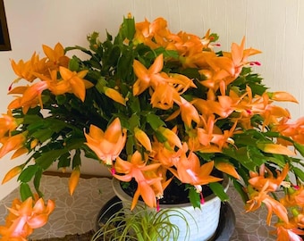 May include: A vibrant Schlumbergera cactus with numerous bright orange flowers and green segmented stems, potted in a white ceramic container. The plant features multiple blooming buds and is displayed with a small air plant at the base.