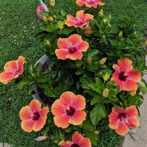 1 Live Hibiscus "Fiesta" Plant - 6" Pot - Ship No Pot - Flowering Tropical Plant
