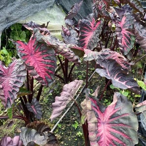May include: A close-up of a group of Colocasia plants, also known as elephant ears, with large, heart-shaped leaves. The leaves display a striking color palette of deep burgundy, dark green, and vibrant pink veins. The plants are growing in a garden setting.