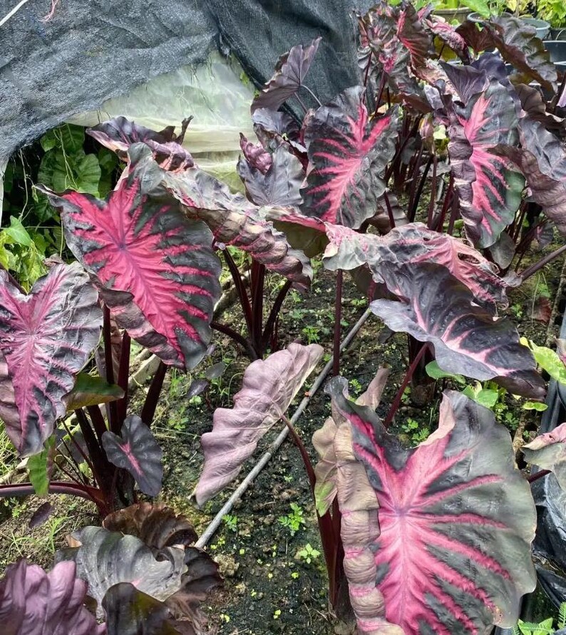 May include: A close-up of a group of Colocasia plants, also known as elephant ears, with large, heart-shaped leaves. The leaves display a striking color palette of deep burgundy, dark green, and vibrant pink veins. The plants are growing in a garden setting.