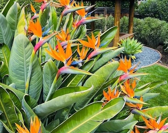 May include: A Strelitzia reginae plant, commonly known as a bird of paradise, features multiple vibrant orange and blue flowers emerging from green, boat-shaped spathes. The plant has large, elongated, deep green leaves that grow in a dense cluster.