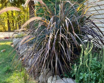 May include: A close-up of ornamental grass with burgundy blades and feathery, tan seed heads. The plant is surrounded by large, gray rocks and green foliage. The background includes a green bush and a glimpse of a house.