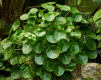 May include: A close-up of a Pilea peperomioides plant, also known as the Chinese money plant. The plant features vibrant, round, green leaves and is set against a backdrop of other greenery and a stone wall. The leaves are glossy and densely packed.