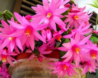 May include: A vibrant Schlumbergera plant, commonly known as a Christmas cactus, features numerous star-shaped, bright pink flowers with yellow centers. The plant is potted in a textured, light-colored container, showcasing its lush green segmented stems and abundant, fully bloomed blossoms.