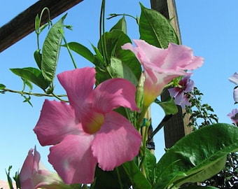 May include: A vibrant pink Mandevilla flower with a yellow throat, featuring five broad, rounded petals. The plant has lush green, pointed leaves and thin, climbing vines against a clear blue sky, with additional smaller pink blossoms visible.