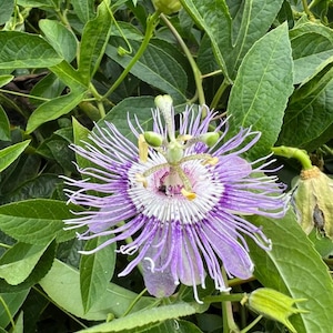 May include: A close-up of a passion flower with intricate details. The flower features a central white and purple corona, surrounded by delicate, thread-like filaments in shades of purple and white. The flower is set against a backdrop of lush green leaves.