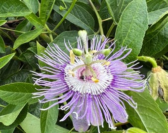 May include: A close-up of a passion flower with intricate details. The flower features a central white and purple corona, surrounded by delicate, thread-like filaments in shades of purple and white. The flower is set against a backdrop of lush green leaves.