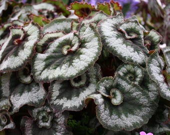 May include: Close-up of a begonia plant with large, textured leaves. The leaves are primarily silver-green with dark green veining and a reddish-brown edge. The leaves have a spiral shape.