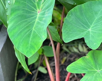 May include: Close-up of large, heart-shaped green leaves with prominent veins. The leaves have a smooth texture and are slightly glossy. Reddish-brown stems support the leaves. The image showcases a tropical plant, possibly a type of elephant ear.