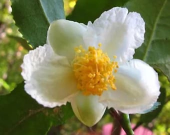 1 Live Camellia Sinensis Plant – Easy Grow Tea Plant – 3-5" Tall – Ship No Pot