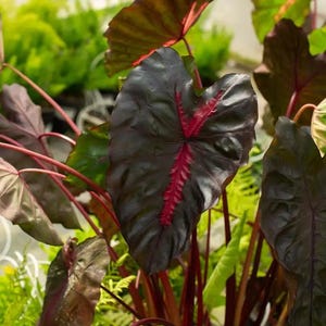 May include: Close-up of a Caladium plant with large, heart-shaped leaves. The leaves are a deep burgundy color with prominent red veins. The stems are a vibrant red, and the background features other green plants.