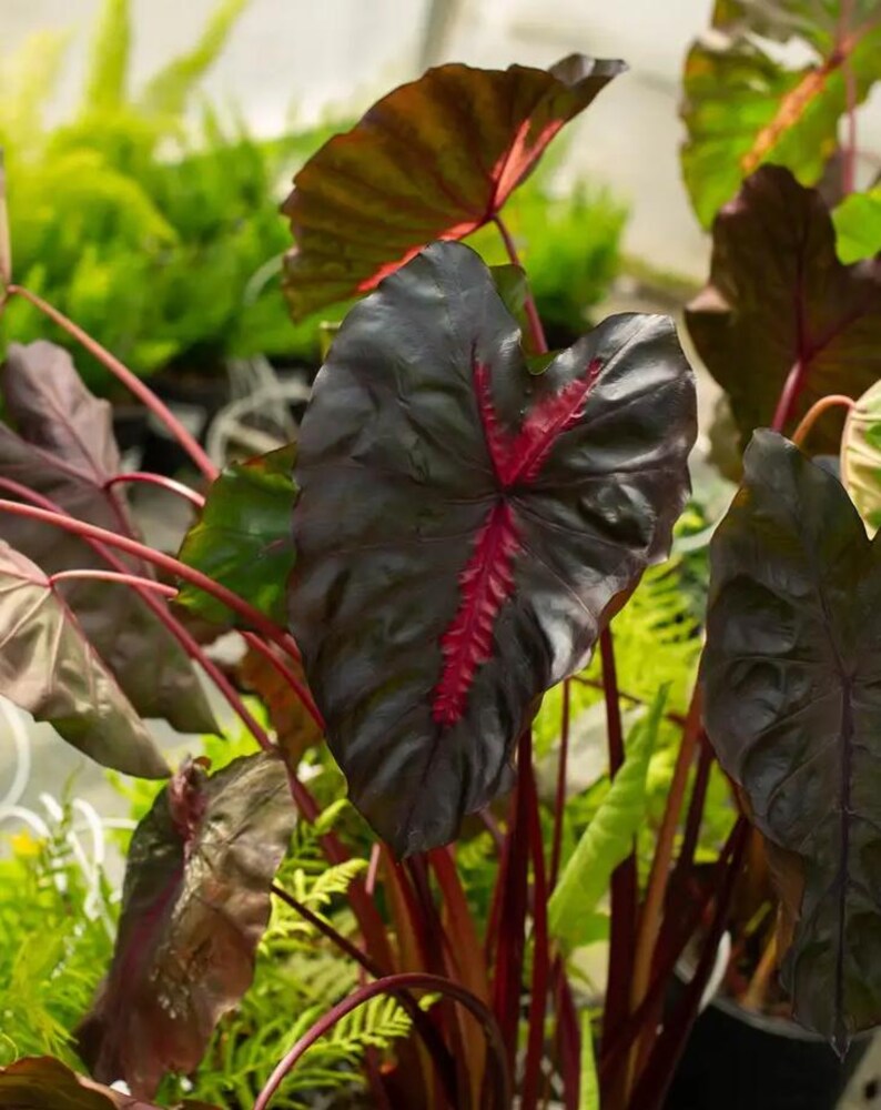 May include: Close-up of a Caladium plant with large, heart-shaped leaves. The leaves are a deep burgundy color with prominent red veins. The stems are a vibrant red, and the background features other green plants.