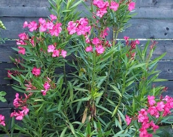 May include: A vibrant bush of pink oleander flowers in full bloom. The flowers are a bright pink and contrast with the green leaves and stems. The background is a weathered wooden fence and green grass.
