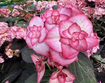 May include: A cluster of hydrangea flowers featuring layered petals that transition from a deep pink at the edges to a soft white toward the center. The bloom is surrounded by large, dark green, veined leaves in a garden setting.