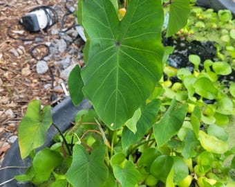 1 Live Tea Cup Colocasia Plant - Tropical Houseplant - 3" Pot - Ship No Pot