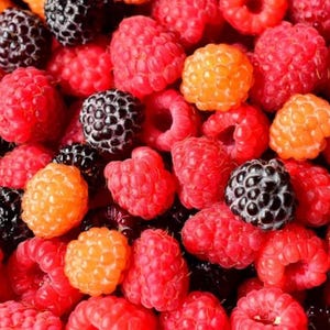 May include: A close-up shot of a mix of fresh berries. The image features bright red raspberries, black raspberries, and golden raspberries. The berries are tightly packed together, showcasing their textures and colors.