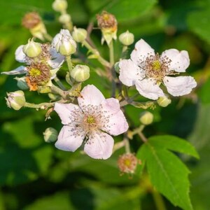 Peut inclure: Gros plan sur une grappe de fleurs blanches et rose clair avec des centres jaunes, entour&eacute;es de feuilles et de bourgeons verts. Les fleurs ont des p&eacute;tales d&eacute;licats et sont &agrave; diff&eacute;rents stades de floraison. Le fond est vert doux.