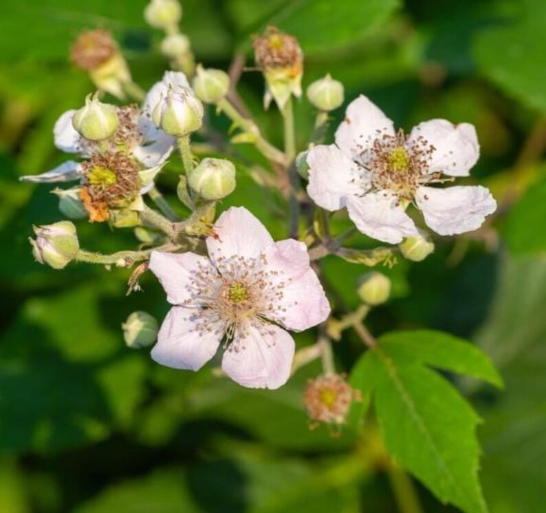 Peut inclure: Gros plan sur une grappe de fleurs blanches et rose clair avec des centres jaunes, entour&eacute;es de feuilles et de bourgeons verts. Les fleurs ont des p&eacute;tales d&eacute;licats et sont &agrave; diff&eacute;rents stades de floraison. Le fond est vert doux.