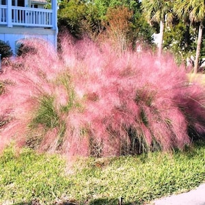 May include: A large bush of pink muhly grass with feathery plumes. The plant is set against a backdrop of green grass, trees, and a white house with a blue balcony. The pink color is vibrant and eye-catching.