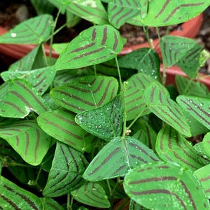 Puede incluir: Un grupo de hojas triangulares verdes de una planta Oxalis triangularis, cada una con patrones de rayas de color púrpura oscuro o granate, con pequeñas gotas de agua visibles sobre el follaje de la planta.