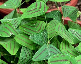 Christia obcordata vivante – Plante à ailes de papillon – Pot de 8,25 cm – Hauteur : 7,5 à 15 cm – Livrée sans pot