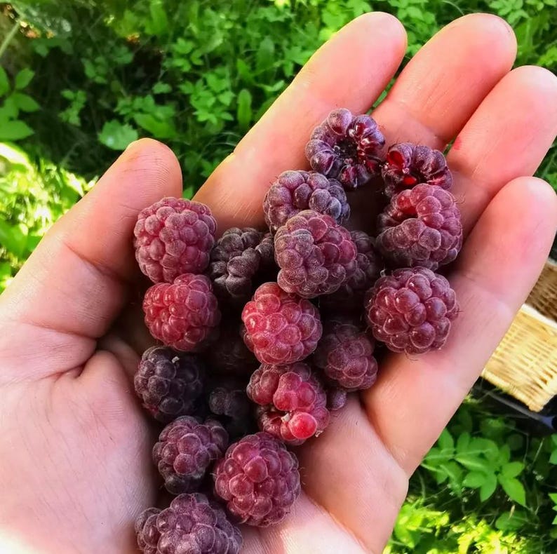Puede incluir: Primer plano de una mano sosteniendo un pu&ntilde;ado de frambuesas maduras. Las bayas, de color rojo y morado, tienen una superficie texturizada y est&aacute;n agrupadas. Se ven hojas verdes en el fondo.