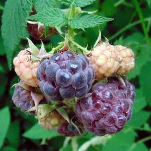 Puede incluir: Primer plano de un racimo de moras maduras y frambuesas doradas. Las moras son de color p&uacute;rpura intenso y las frambuesas son de color amarillo p&aacute;lido. Se ven hojas y tallos verdes en el fondo.