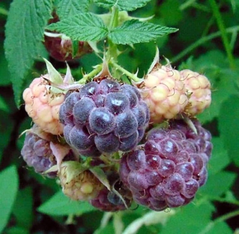 Puede incluir: Primer plano de un racimo de moras maduras y frambuesas doradas. Las moras son de color p&uacute;rpura intenso y las frambuesas son de color amarillo p&aacute;lido. Se ven hojas y tallos verdes en el fondo.