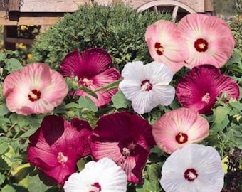 May include: A vibrant collection of hibiscus flowers in full bloom. The flowers display a range of colors, including shades of pink, white, and deep burgundy, with contrasting dark red centers. Green foliage surrounds the blossoms.