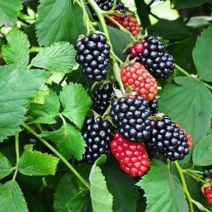 Peut inclure: Gros plan sur un buisson de m&ucirc;res avec des feuilles vertes et des grappes de m&ucirc;res noires m&ucirc;res. Certaines baies sont encore rouges, indiquant qu'elles ne sont pas encore compl&egrave;tement m&ucirc;res. L'image met en valeur la beaut&eacute; naturelle du fruit.
