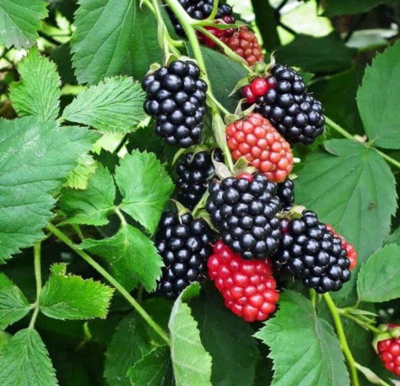 Peut inclure: Gros plan sur un buisson de m&ucirc;res avec des feuilles vertes et des grappes de m&ucirc;res noires m&ucirc;res. Certaines baies sont encore rouges, indiquant qu'elles ne sont pas encore compl&egrave;tement m&ucirc;res. L'image met en valeur la beaut&eacute; naturelle du fruit.