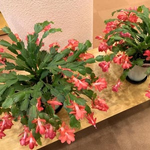 1 planta viva de cactus salmón navideño – Cactus de Acción de Gracias – Planta joven – Maceta de 7,6 cm – Altura: 7,6 a 15,2 cm – Se envía sin maceta