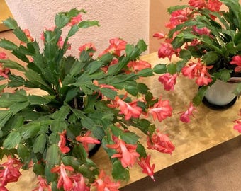 May include: Two Schlumbergera plants, commonly known as Christmas cacti, featuring segmented green stems and numerous vibrant coral-pink flowers. Each plant is housed in a simple white pot, displaying a dense, trailing growth habit.
