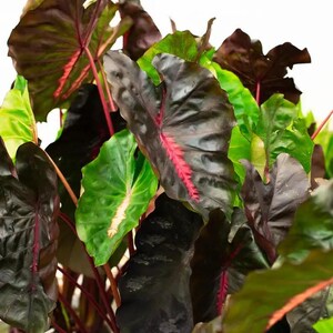 May include: Close-up of an Alocasia plant with large, dark green and burgundy leaves. The leaves have prominent red veins and stems. Some leaves are a bright green color. The plant is set against a white background.